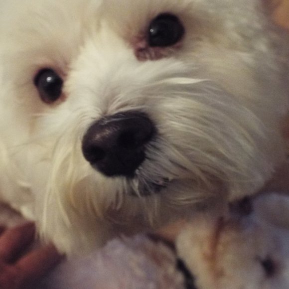 Meet your Posher, Hinda - Picture 1 of 1